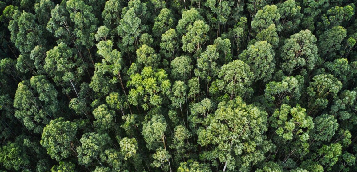 Florestas Jaepel: Sustentabilidade e Preservação Ambiental em Harmonia