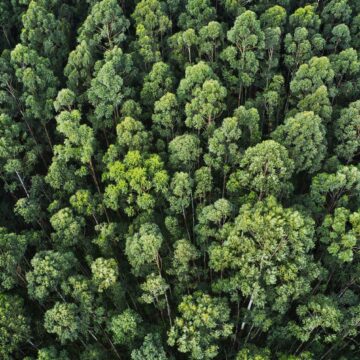 Florestas Jaepel: Sustentabilidade e Preservação Ambiental em Harmonia