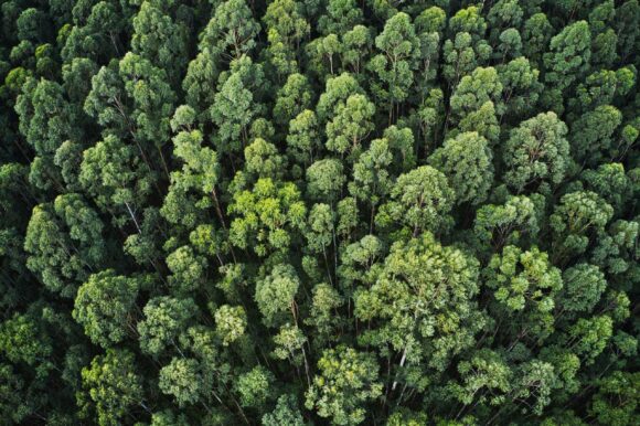 Florestas Jaepel: Sustentabilidade e Preservação Ambiental em Harmonia