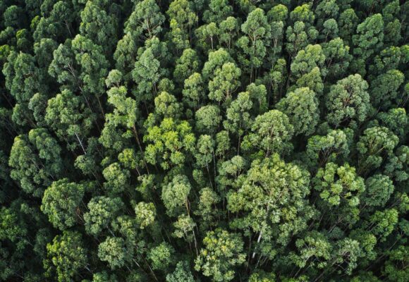 Florestas Jaepel: Sustentabilidade e Preservação Ambiental em Harmonia